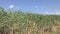 Green sugarcane field