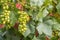 Green sultana grapes on vine growing in organic vineyard