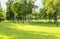 Green summer city park background with tall trees and lawn. Sunny day in a typical european park