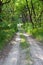 Green summer in the deciduous forest