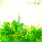 Green summer foliage vector background