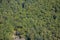 Green summer forest on the mountainside