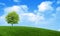 Green summer landscape scenic view wallpaper. Solitary tree on grassy hill and blue sky with clouds. Lonely tree springtime.