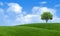 Green summer landscape scenic view wallpaper. Solitary tree on grassy hill and blue sky with clouds. Lonely tree springtime.
