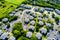 Green summer landscape surrounding Small Houses Condo Apartments