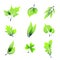 Green summer leaves icons