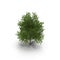 Green summer maple tree isolated on white. 3D illustration