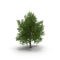 Green summer maple tree isolated on white. 3D illustration