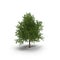 Green summer maple tree isolated on white. 3D illustration