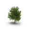 Green summer maple tree isolated on white. 3D illustration