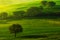 Green summer meadow landscape. Summer in the fields. Idyllic view of hilly farmland in Tuscany in beautiful morning light, Italy.