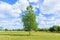 Green summer meadow with a lone tree .