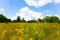 Green summer prairie with flowers