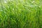 green summer shining grass in sunlightg. bright nature backgrounds