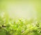 Green summer or springtime nature background with wild plants and little flowers, Soft focus