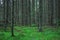 Green summer spruce forest
