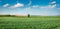 Green summer view of field of fresh wheat. Rural morning scene of the Bulgarian countryside, Ruse town location, Bulgaria, Europe.