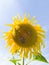 green sun  sunflower flower seeds nature yellow blue sky insects bees bumblebee seeds macro