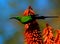 Green sunbird on red Aloe