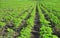 Green sunflower field