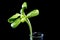 Green sunflower plant sprouts isolated