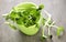 Green sunflower sprouts in a cup