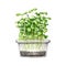 Green sunflower sprouts in glass container. Watercolor illustration. Fresh microgreen sunflower sprouts growing in the