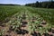 green sunflower sprouts on a mixed agricultural field