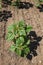 green sunflower sprouts on a mixed agricultural field