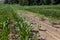 green sunflower sprouts on a mixed agricultural field