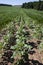 green sunflower sprouts on a mixed agricultural field