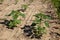 green sunflower sprouts on a mixed agricultural field