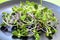 Green sunflower sprouts and purple radish micro-greens salad on a black plate