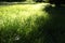 Green sunlit grass in autumn