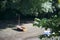 Green sunlit leaves on a tree branch; sailing dinghy and wooded beach in background