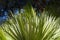 Green sunlit palm leaf