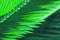 Green sunlit windmill palm leaf macro