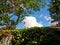 Green, sunny, leaves and branches forest vibe with clouds.