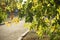 Green sunny leaves on a tree. Blurred background with road. Autumn park