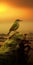 Green Sunrise Bird On Top Of Rock - Fine Art Photography