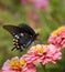 Green Swallowtail Butterfly on double pink Zinnia