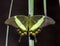 Green swallowtail butterfly, Papilio palinurus. Insect in the nature habitat, sitting in the green leaves