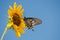Green Swallowtail butterfly on wild Sunflower