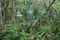 Green Swamp in Florida with Fallen Trees