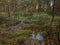 A green swamp in the wilderness with pine trees and a watering hole, Zealand, Denmark, January 15, 2021