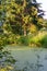 Green swampy overgrown pond in the forest.