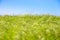 Green swaying grass against the sky. The vastness of summer fields