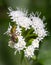 A green sweat bee feeds on a bunch of small white flowers