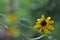 Green Sweat Bee on Flower