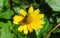 Green sweat bee on yellow flower in the garden